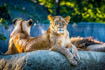 Curiosidades de los leones que debes conocer
