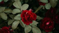 Curiosidades de las rosas que no conocías