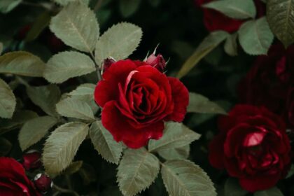 Curiosidades de las rosas que no conocías