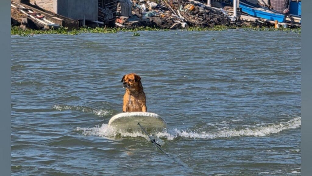 Marihuano, el perro surfista de Veracruz conquista las olas