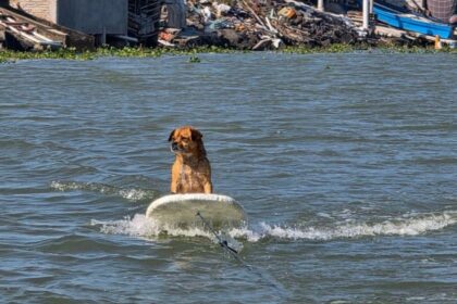 Marihuano, el perro surfista de Veracruz conquista las olas