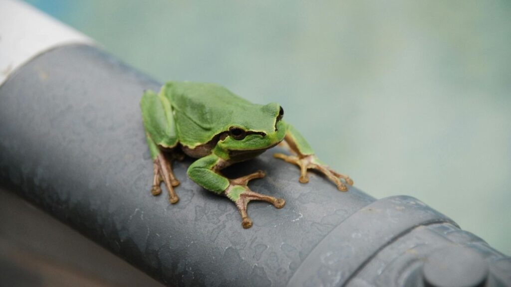 Datos curiosos sobre las ranas que te sorprenderán