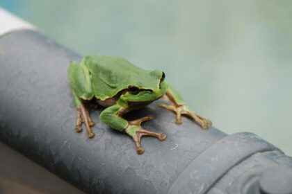 Datos curiosos sobre las ranas que te sorprenderán