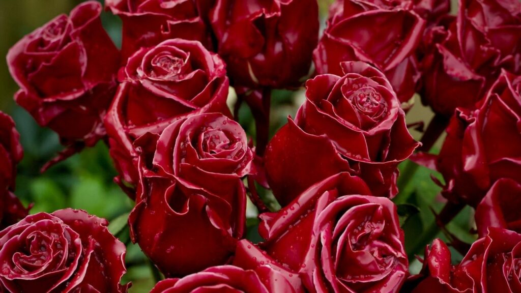 Curiosidades de las rosas que no conocías