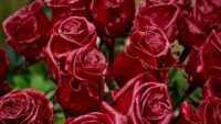 Curiosidades de las rosas que no conocías