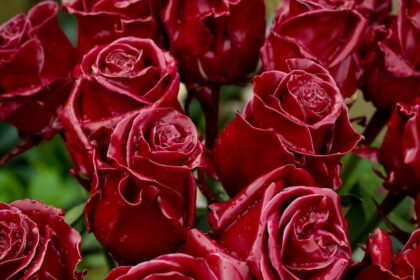 Curiosidades de las rosas que no conocías