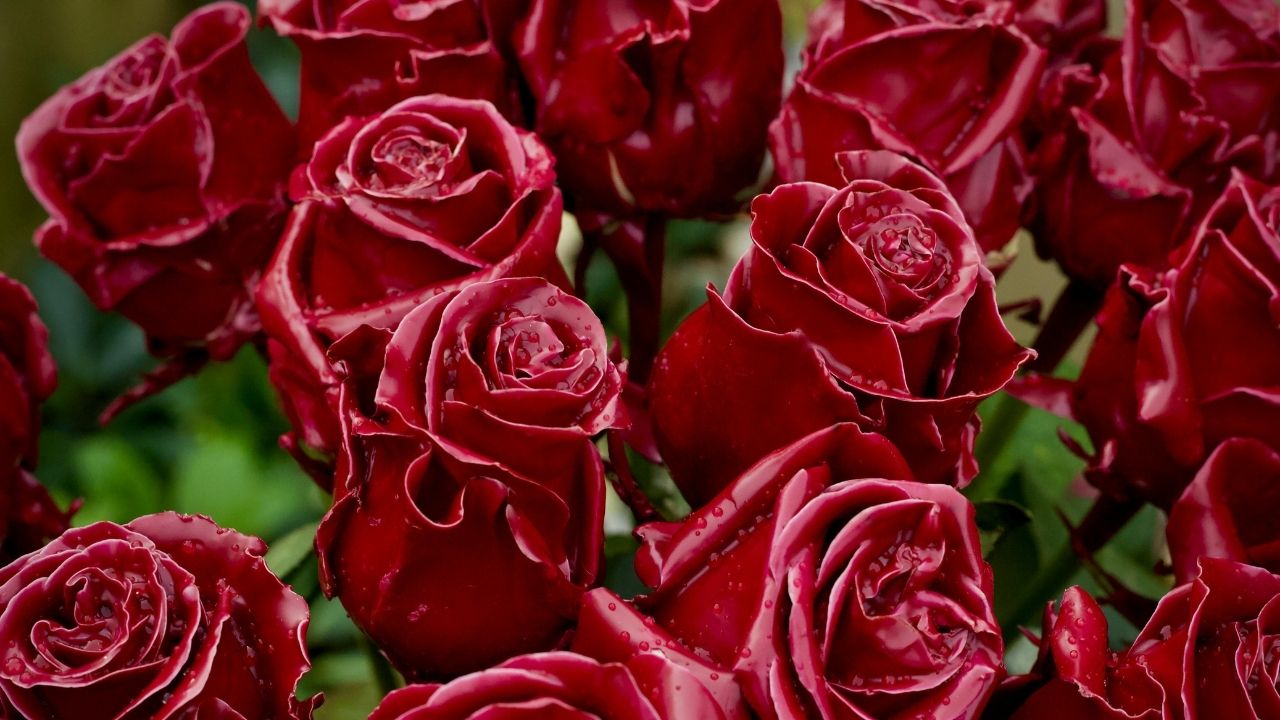 Curiosidades de las rosas que no conocías