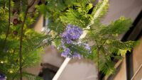 Datos curiosos de las jacarandas que probablemente no conocías