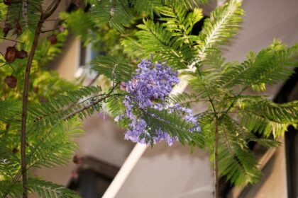 Datos curiosos de las jacarandas que probablemente no conocías