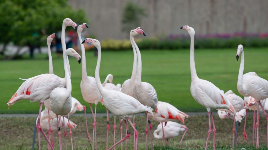 Los flamencos también tienen mejores amigos y amistades para toda la vida