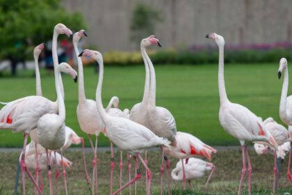 Los flamencos también tienen mejores amigos y amistades para toda la vida