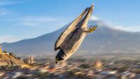 El halcón peregrino: el animal más rápido del planeta