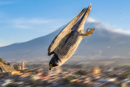 El halcón peregrino: el animal más rápido del planeta