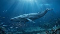 Ballena azul: curiosidades del animal más grande del planeta