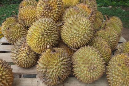 Durián: la fruta más exótica y polémica del planeta