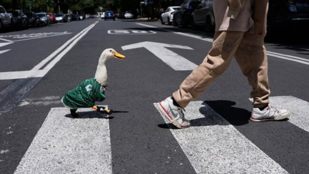 De Frida a Merlín: las mascotas mexicanas que conquistaron al mundo