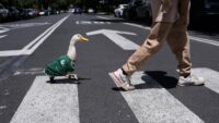 De Frida a Merlín: las mascotas mexicanas que conquistaron al mundo