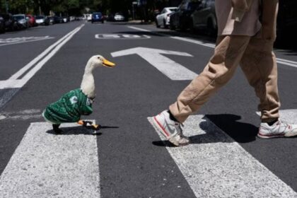 De Frida a Merlín: las mascotas mexicanas que conquistaron al mundo