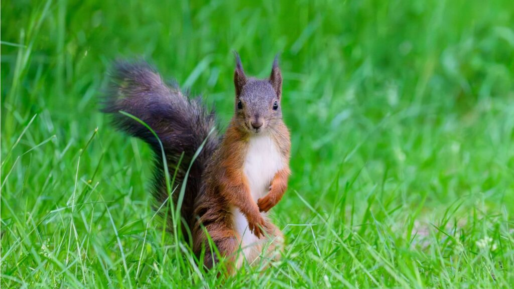 Curiosidades de las ardillas: por qué son importantes para los bosques