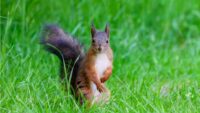 Curiosidades de las ardillas: por qué son importantes para los bosques