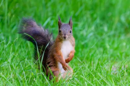Curiosidades de las ardillas: por qué son importantes para los bosques
