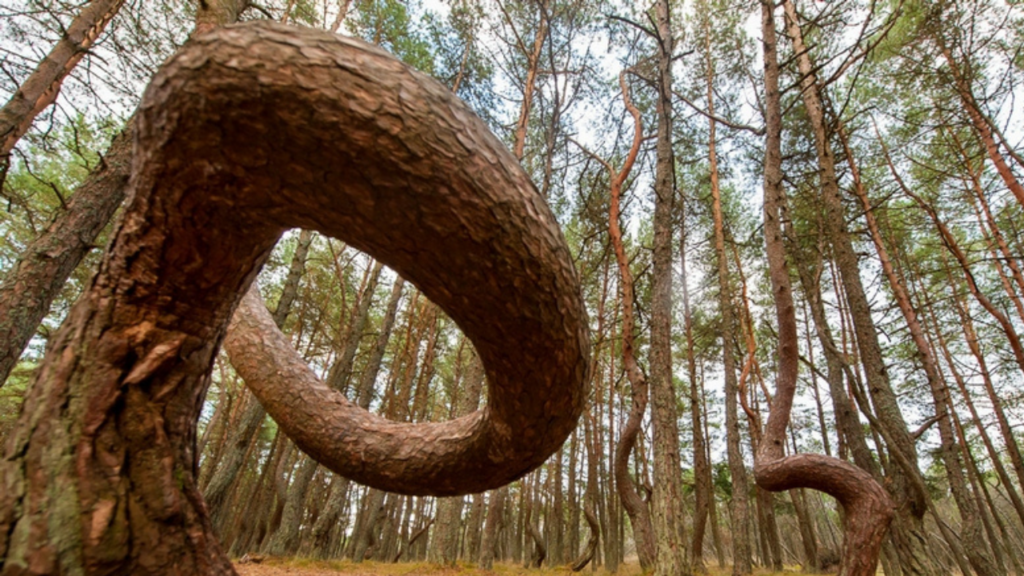 Bosque Torcido de Polonia