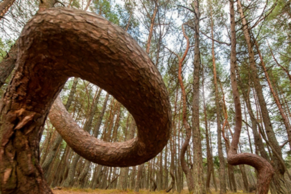 Bosque Torcido de Polonia