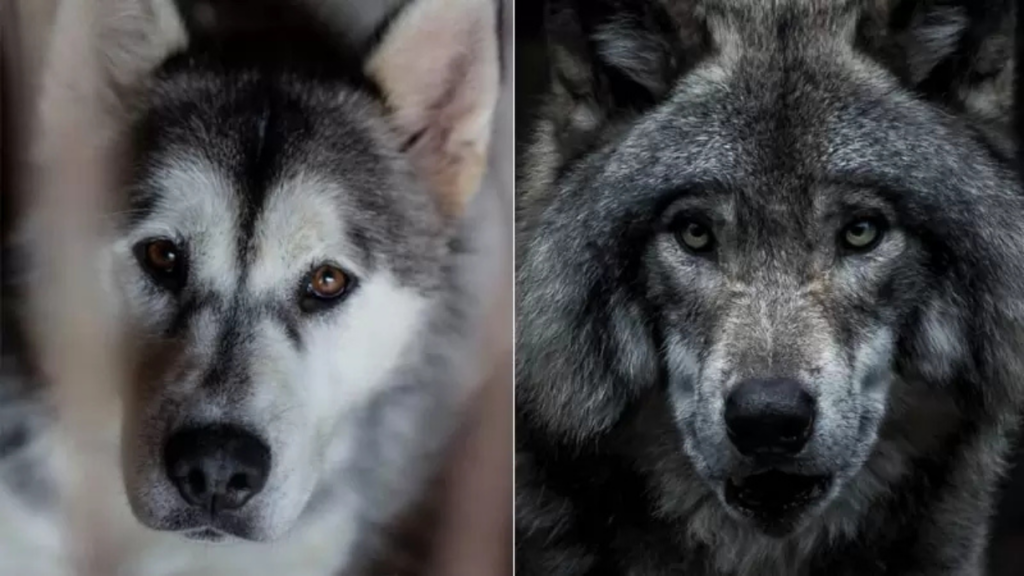 origen de los perros