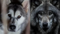 origen de los perros