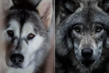 origen de los perros