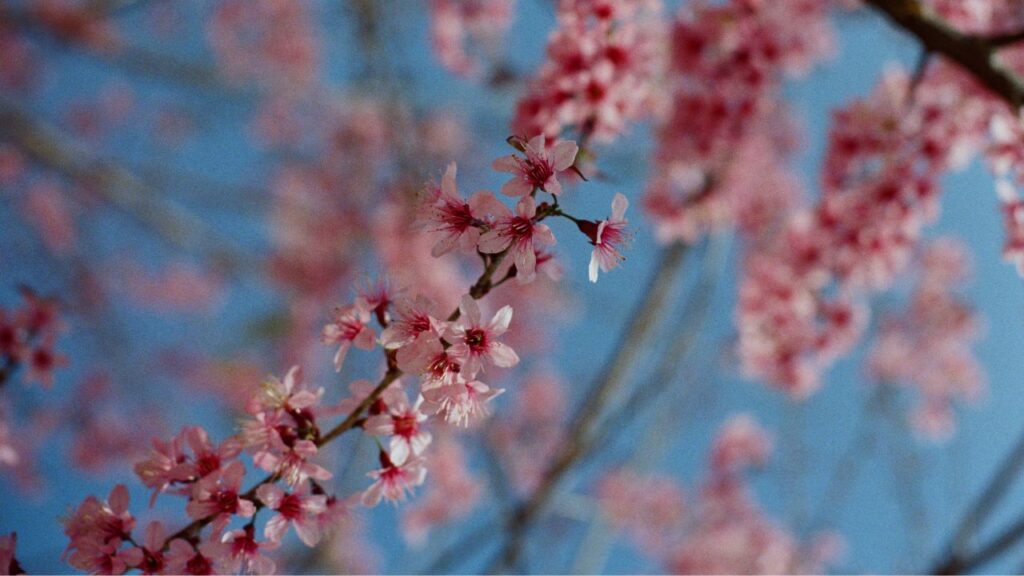 El cerezo en flor, uno de los árboles más bonitos