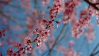 El cerezo en flor, uno de los árboles más bonitos