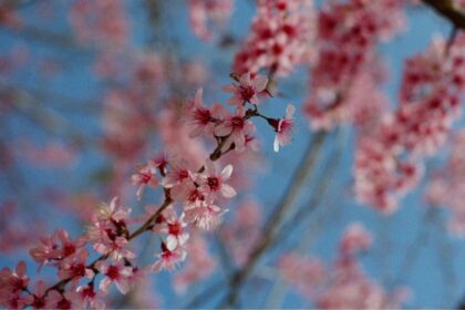 El cerezo en flor, uno de los árboles más bonitos
