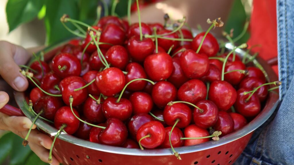 Curiosidades de las cerezas que quizá no conocías