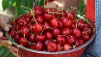 Curiosidades de las cerezas que quizá no conocías