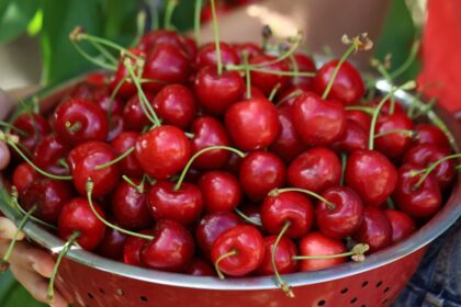 Curiosidades de las cerezas que quizá no conocías