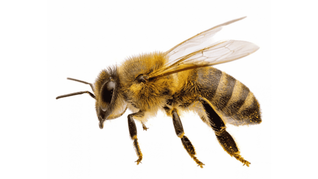 importancia-abejas-planeta