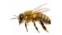 importancia-abejas-planeta