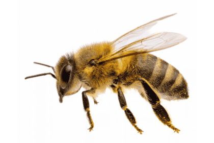 importancia-abejas-planeta
