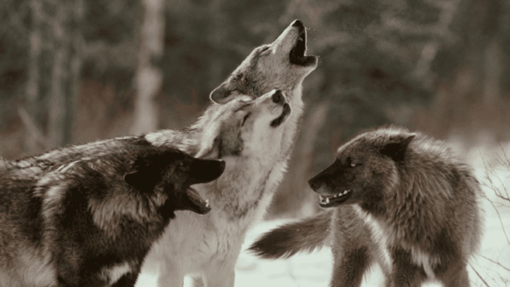 lobos caminan en fila