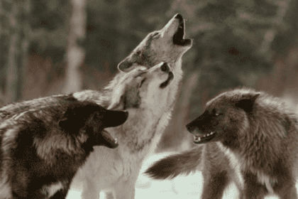 lobos caminan en fila