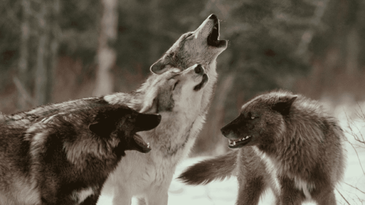 lobos caminan en fila